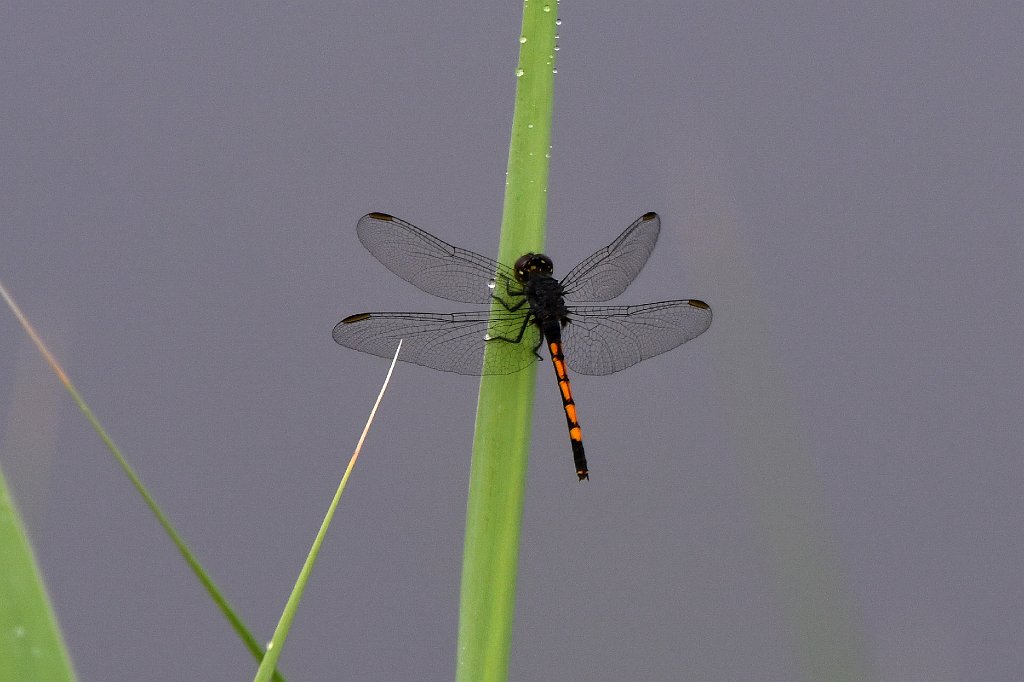 090 2018-05305049 Chincoteague NWR, VA.JPG - Seaside Dragonlet (Erythrodiplax berenice). Chincoteague National Wildlife Refuge, VA, 5-30-2018